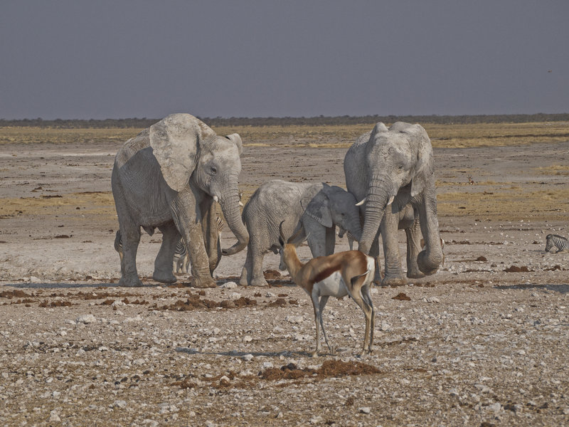 Okaukuejo, African Elephant